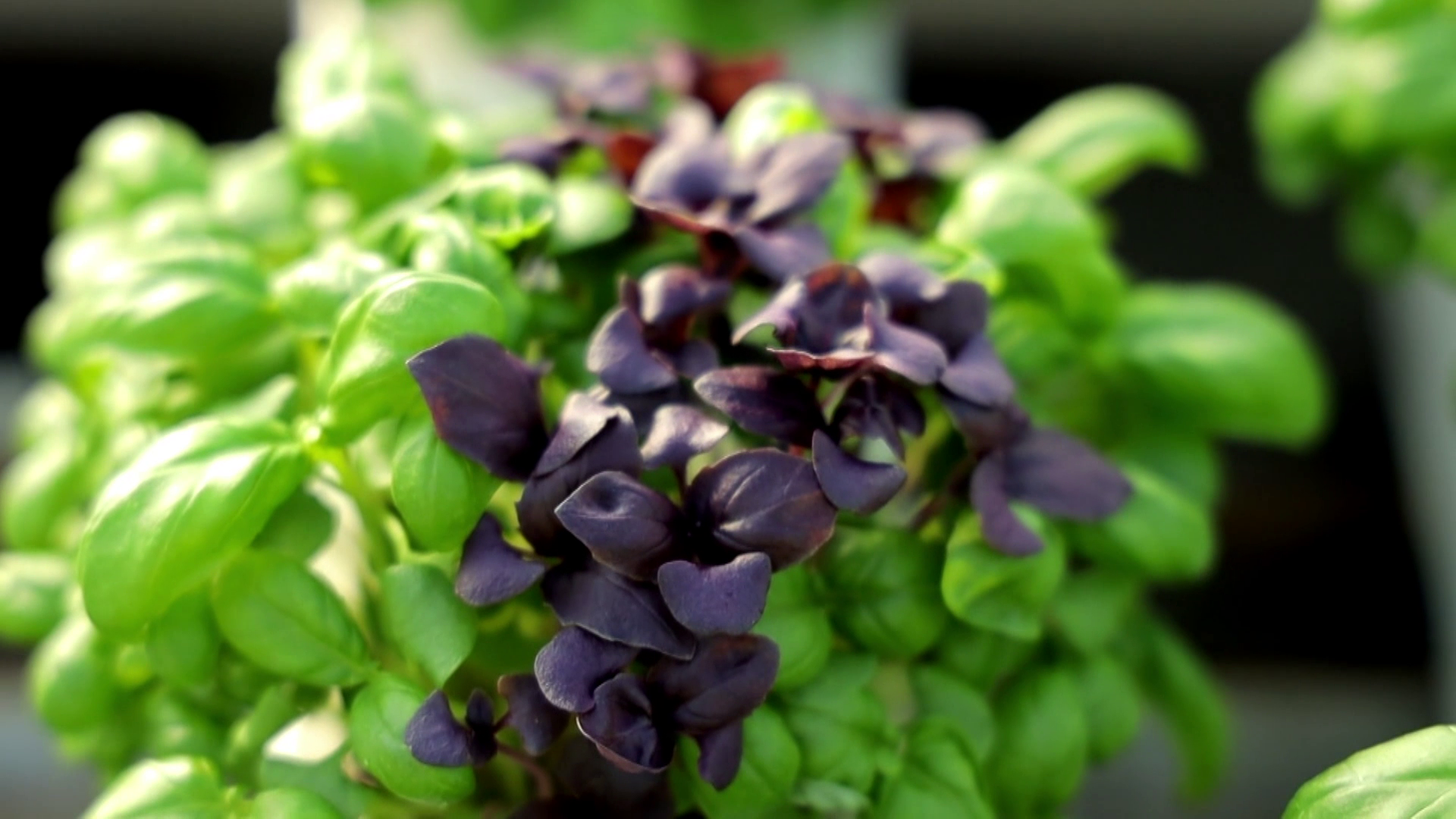 Екі орыс порносы бар әйел